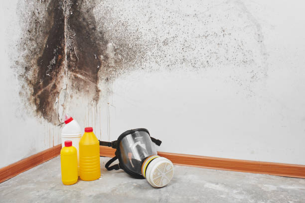 Best Mold Testing  in Edenton, NC