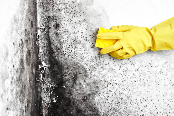 Professional Mold Removal in Edenton, NC