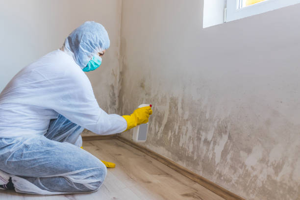 Best Toxic Mold Removal  in Edenton, NC