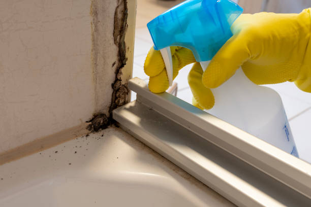 Mold Removal Process in Edenton, NC