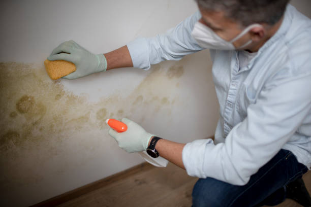 Best Mold Removal Near Me  in Edenton, NC
