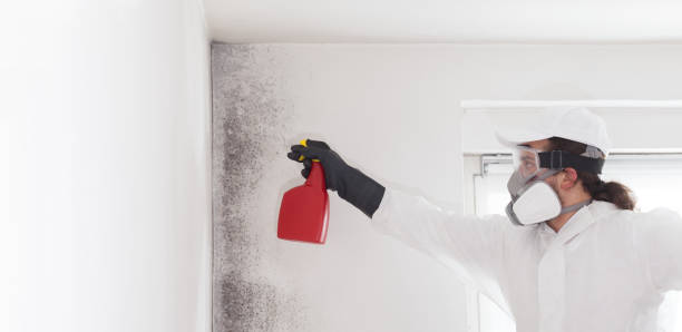 Best Residential Mold Removal  in Edenton, NC
