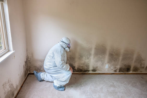 Best Office Mold Removal Services  in Edenton, NC