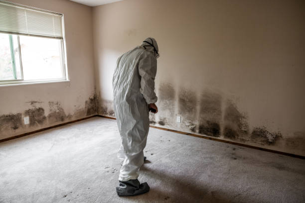 Best Mold Damage Repair  in Edenton, NC