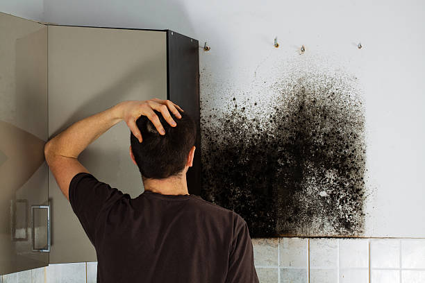 Best Toxic Mold Removal  in Edenton, NC