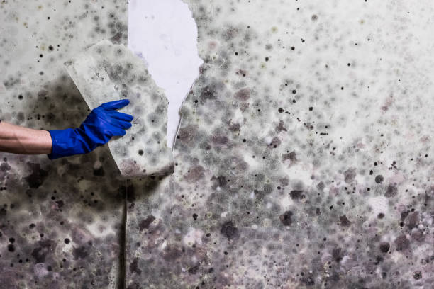 Best Attic Mold Removal  in Edenton, NC